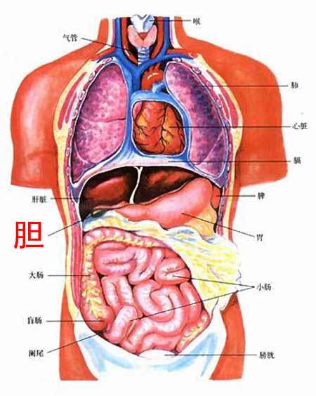 胆囊的位置图_胆囊位置结构图_胆囊