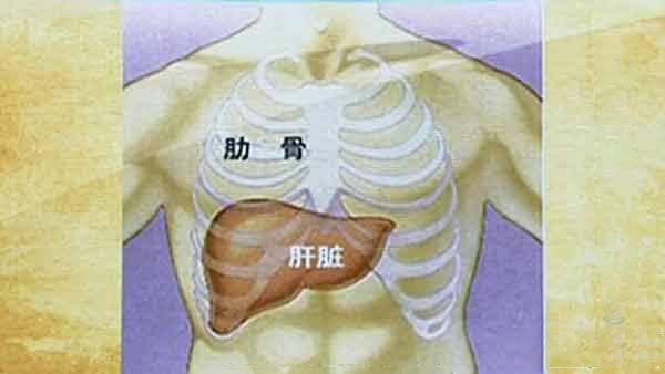 肝脏位置图片_肝脏的功能和作用